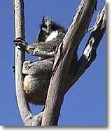 OZe Wildlife - Accommodation Fremantle 2