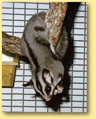OZe Wildlife - Accommodation Fremantle 3