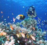 Drop Zone Dive Site - Accommodation Fremantle