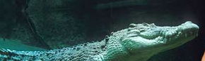 Territory Wildlife Park - Accommodation Fremantle 3