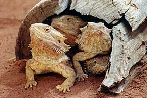 Alice Springs Reptile Centre - Accommodation Fremantle 0