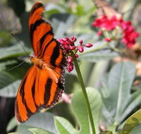 Butterfly Farm - Accommodation Fremantle