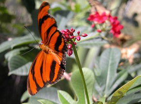 Butterfly Farm - Accommodation Fremantle 0