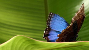 Butterfly Farm - Accommodation Fremantle 3