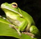 The Rainforest Habitat - Accommodation Fremantle