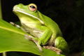 The Rainforest Habitat - Accommodation Fremantle 0