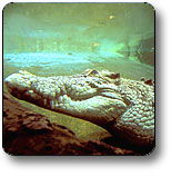 Kakadu National Park - Accommodation Fremantle 1