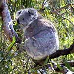 Koala Conservation Centre - Accommodation Fremantle 0