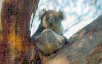 Koala Conservation Centre - Accommodation Fremantle 2