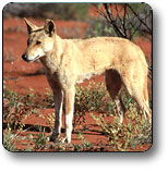 Uluru - Kata Tjuta National Park - Accommodation Fremantle 3