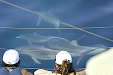 Temptation Sailing - Accommodation Fremantle 2