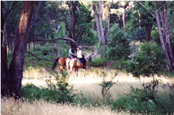 High Country Horses - Accommodation Fremantle 1