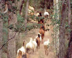 High Country Horses - Accommodation Fremantle 2