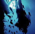 Scuba World - Accommodation Fremantle