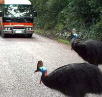 Kookaburra Tours