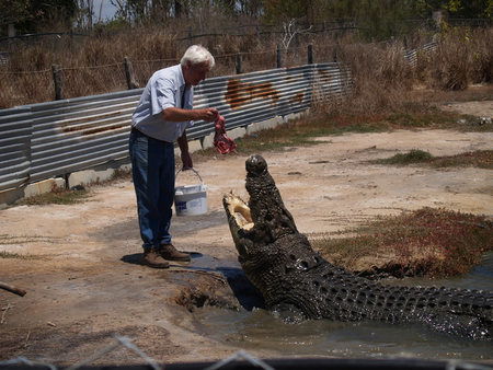 Koorana Saltwater Crocodile Farm - Accommodation Fremantle 1