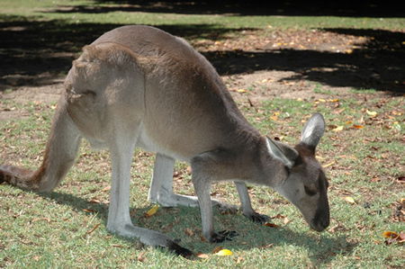 Bunbury Wildlife Park - Accommodation Fremantle 1