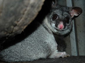 Bunbury Wildlife Park - Accommodation Fremantle 2