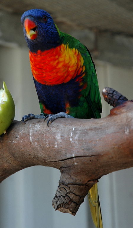 Bunbury Wildlife Park - Accommodation Fremantle 3