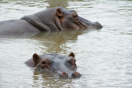 Cairns Wildlife Safari Reserve - Accommodation Fremantle 2