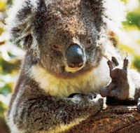 Gorge Wildlife Park - Accommodation Fremantle