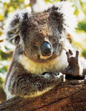 Gorge Wildlife Park - Accommodation Fremantle 0