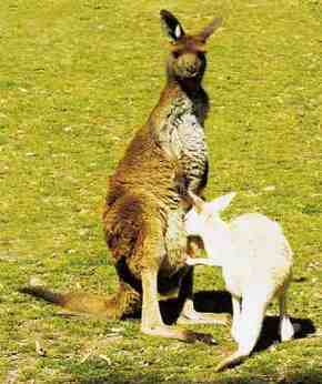 Gorge Wildlife Park - Accommodation Fremantle 1