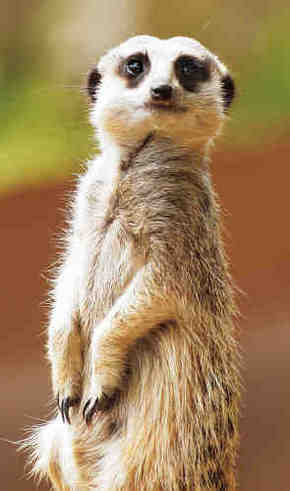 Gorge Wildlife Park - Accommodation Fremantle 2