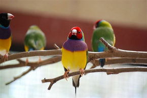 Kyabram Fauna Park - Accommodation Fremantle 1