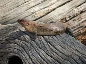 Kyabram Fauna Park - Accommodation Fremantle 2