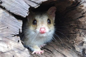 Kyabram Fauna Park - Accommodation Fremantle 3