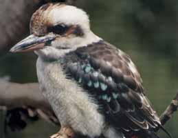 Nowra Wildlife Park - Accommodation Fremantle 2