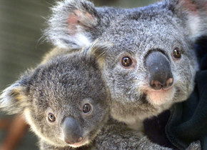 Symbio Wildlife Gardens - Accommodation Fremantle 1