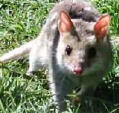 Urimbirra Wildlife Park - Accommodation Fremantle