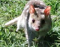 Urimbirra Wildlife Park - Accommodation Fremantle 0