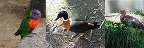 Urimbirra Wildlife Park - Accommodation Fremantle 2
