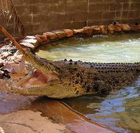 Wyndham Zoological Gardens and Crocodile Park - Accommodation Fremantle