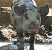 Wagga Wagga Zoo - Accommodation Fremantle