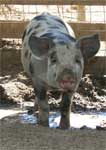 Wagga Wagga Zoo - Accommodation Fremantle 0