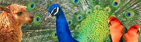 Wagga Wagga Zoo - Accommodation Fremantle 1