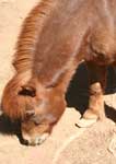 Wagga Wagga Zoo - Accommodation Fremantle 3