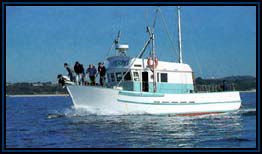 Polperro Dolphin Swims - Accommodation Fremantle 2
