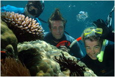 Dolphin Wild - Accommodation Fremantle 1