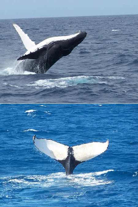 Mills Charters Fishing And Whale Watch Cruises - Accommodation Fremantle 3