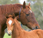 Blue Gum Farm - Accommodation Fremantle 0