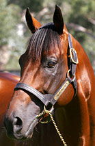 Blue Gum Farm - Accommodation Fremantle 2