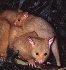 Geckoes Wildlife Presentations - Accommodation Fremantle 1