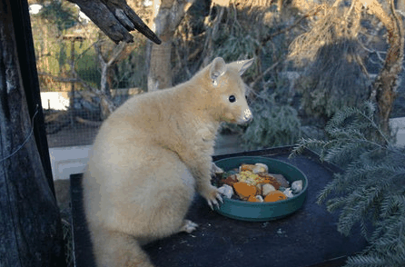 Caversham Wildlife Park - Accommodation Fremantle 1