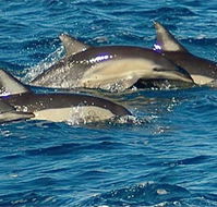 Dolphin Swim Australia - Accommodation Fremantle