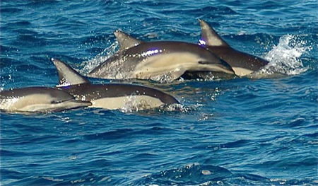 Dolphin Swim Australia - Accommodation Fremantle 0